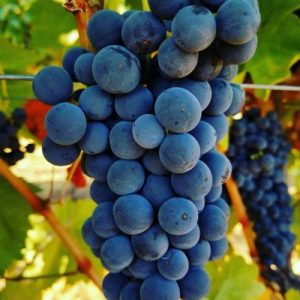 Grapes Naggiar Winery Root 49