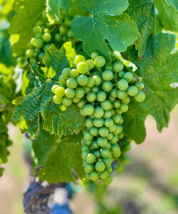 Green grapes clusters 2021